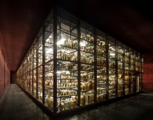 Rekonstrukce a rozšíření východního křídla Přírodovědného muzea, Berlín, 1995-2010 – sbírky