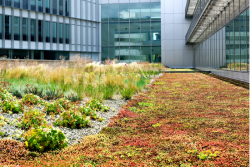 Vegetační střechy