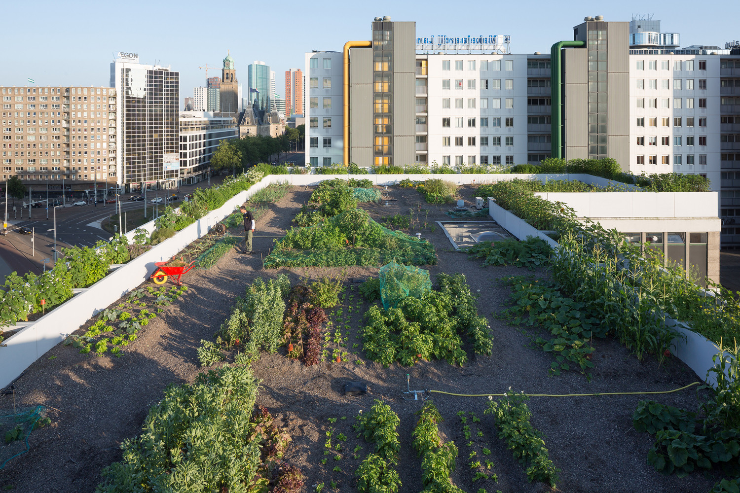 Žlutá lávka Luchtsingel ústí na střechu bývalé vlakové stanice. Do vagónu zde nenasednete, ale zato si tu můžete vypěstovat zeleninu. 