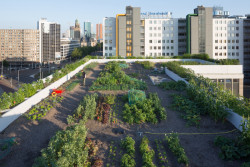 Žlutá lávka Luchtsingel ústí na střechu bývalé vlakové stanice. Do vagónu zde nenasednete, ale zato si tu můžete vypěstovat zeleninu. 