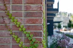 Na fasádách komplexu Lihovar najdeme různé typy cihelných pásků. Přispívají k rozmanitosti.