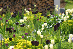 Rodinný dům ve Vraném nad Vltavou, zahrada, Kontinual,