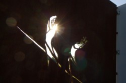 Prořezaný motiv rukou vrhá stín na pěšinu a kostelní zeď. (Rekonstrukce hřbitova v Pátku, Tomáš Podrázský)