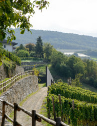 Vila P, Bergmeisterwolf