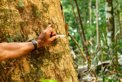 Společnost mmcité nabízí nábytek a mobiliář z jatoby s označením FSC. Díky tomu splňuje nejpřísnější kritéria pro její těžbu v amazonském pralese.