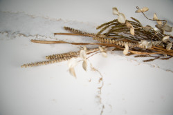 Přední výrobce tvrzeného kamene Technistone představuje novinky pro jaro 2023 se vzory inspirovanými mramorem: na obrázku dekor Calacatta Volegno