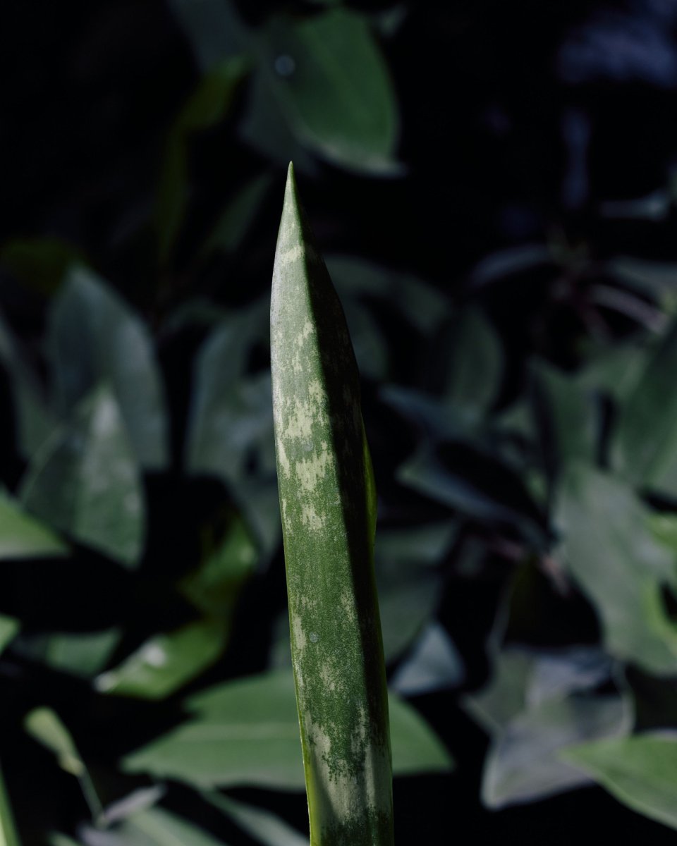 Kniha "Plantlovers. Neviditelná botanika městského prostředí" se věnuje rostlinám a udržitelnosti