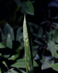 Kniha "Plantlovers. Neviditelná botanika městského prostředí" se věnuje rostlinám a udržitelnosti