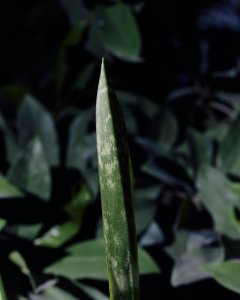 Kniha "Plantlovers. Neviditelná botanika městského prostředí" se věnuje rostlinám a udržitelnosti