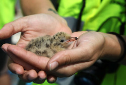 Několik hodin staré ptáče rybáka obecného