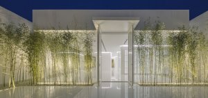 Bamboo Forest, V Studio