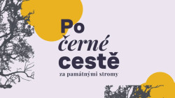 Po Černé cestě za památnými stromy