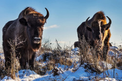 Ve čtvrtek 7. listopadu proběhne přednáška spolku Kruh s názvem Návrat divočiny do krajiny.