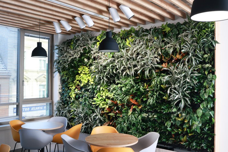 Zelené stěny od Jungle Interiors