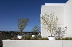 Střešní zahrada a další zeleň rozmístěná kolem jednotek přispívá k lepšímu duševnímu zdraví obyvatel. (Rose Apartments v Los Angeles, Brooks & Scarpa)