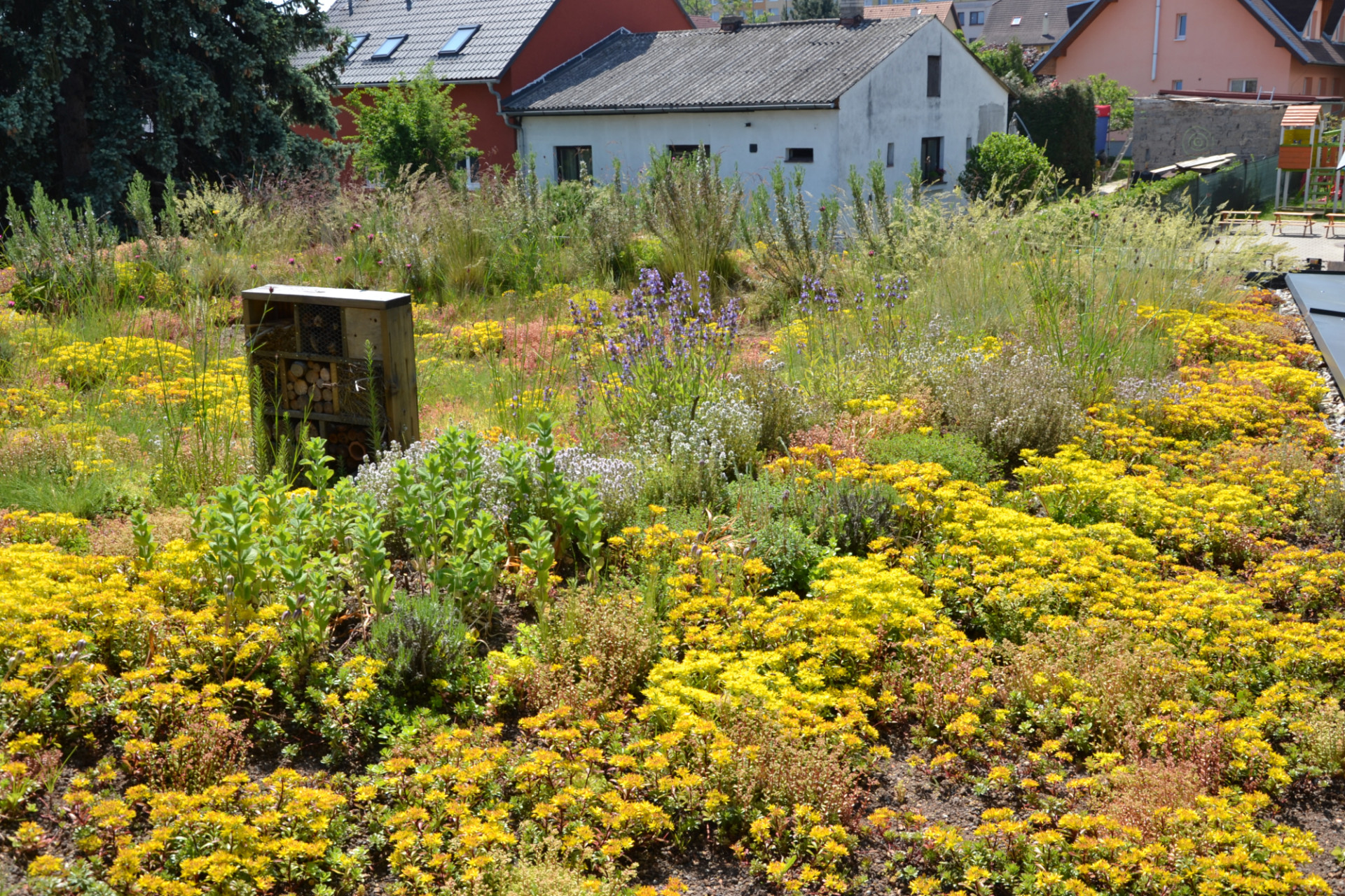 1. místo - Biodiverzní zelená střecha v Praze.