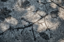 Pilotní projekt piknikových míst v pražské Stromovce, Land 05 / Martina Forejtová