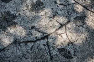 Pilotní projekt piknikových míst v pražské Stromovce, Land 05 / Martina Forejtová
