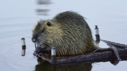 Od 21. března do 1. září bude v pražském CAMPu k vidění výstava Planeta Praha, která pozoruje město „očima“ rostlin a živočichů.