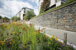 Šmídová Landscape Architects, Extenzivní trvalkový záhon v Italské ulici - foto