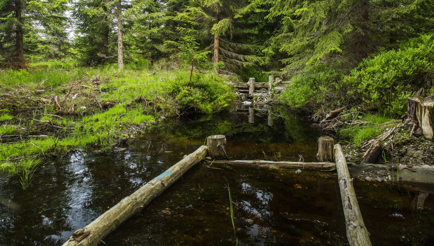 Jako speciální počin za péči o vodu v krajině byly oceněny mokřady Správy KRNAP.