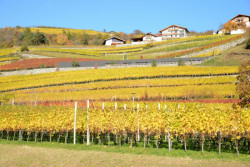 Vila P, Bergmeisterwolf