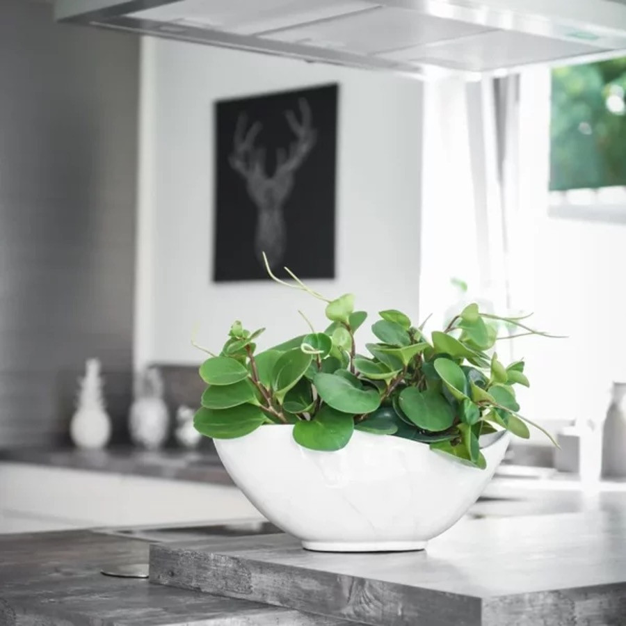 Pokojové rostliny čistí vzduch a jsou pozitivním doplňkem interiéru