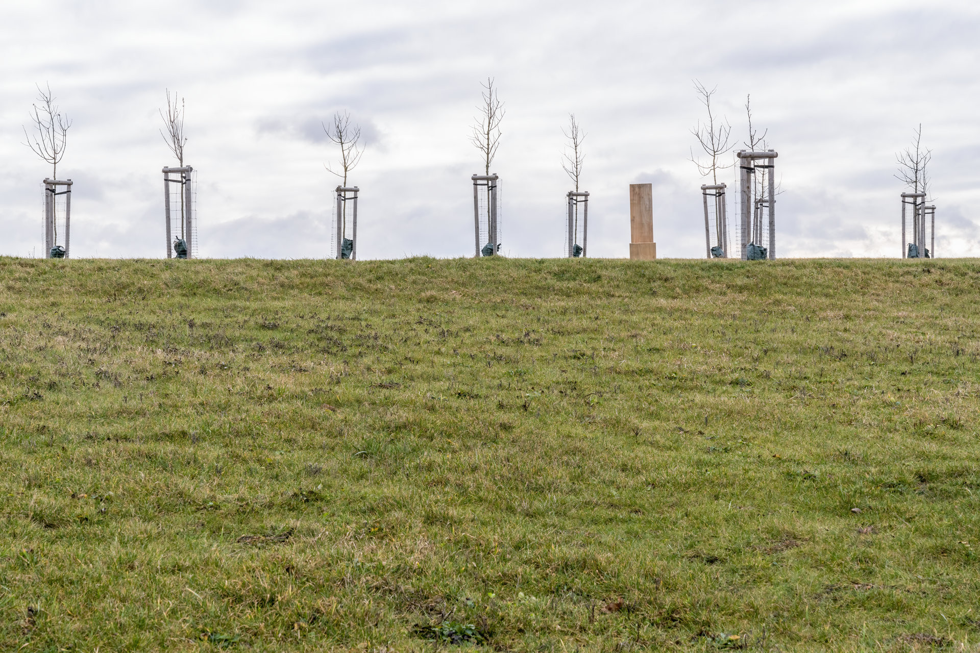 Na první pohled jen "tráva". Ve skutečnosti pestré společenství trav, bylin, útočiště pro hmyz.