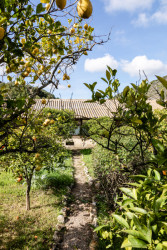 Citrusový sad za domem (Farma Sa Taronja, Beef architekti)