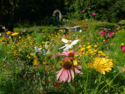 Projektil architekti a Lucie Komendové jsou autory veřejné zahrady na svahu hradu Špilberk