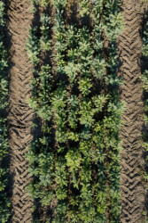 Kloboucká lesní, příběh lesa