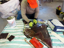 Alexandra Koláčková, Pochozí fontána s rejnoky, ZOO Zlín-Lešná, výroba rejnoků - foto