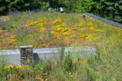 1. místo - Biodiverzní zelená střecha v Praze.