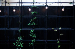 Rekonstrukce restaurační zahrady Hoja, Petr Danda