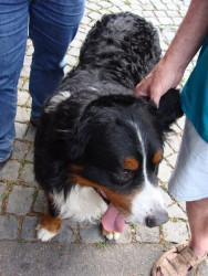 Psí vycházníci – foto