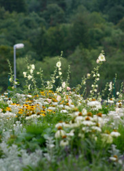 Rodinný dům ve Vraném nad Vltavou, zahrada, Kontinual,