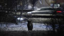 Od 21. března do 1. září bude v pražském CAMPu k vidění výstava Planeta Praha, která pozoruje město „očima“ rostlin a živočichů.
