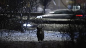 Od 21. března do 1. září bude v pražském CAMPu k vidění výstava Planeta Praha, která pozoruje město „očima“ rostlin a živočichů.
