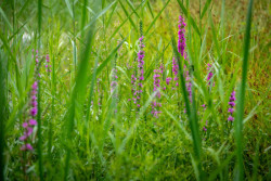 Nadace Partnerství zahájila přihlašování do pátého ročníku soutěže Adapterra Awards