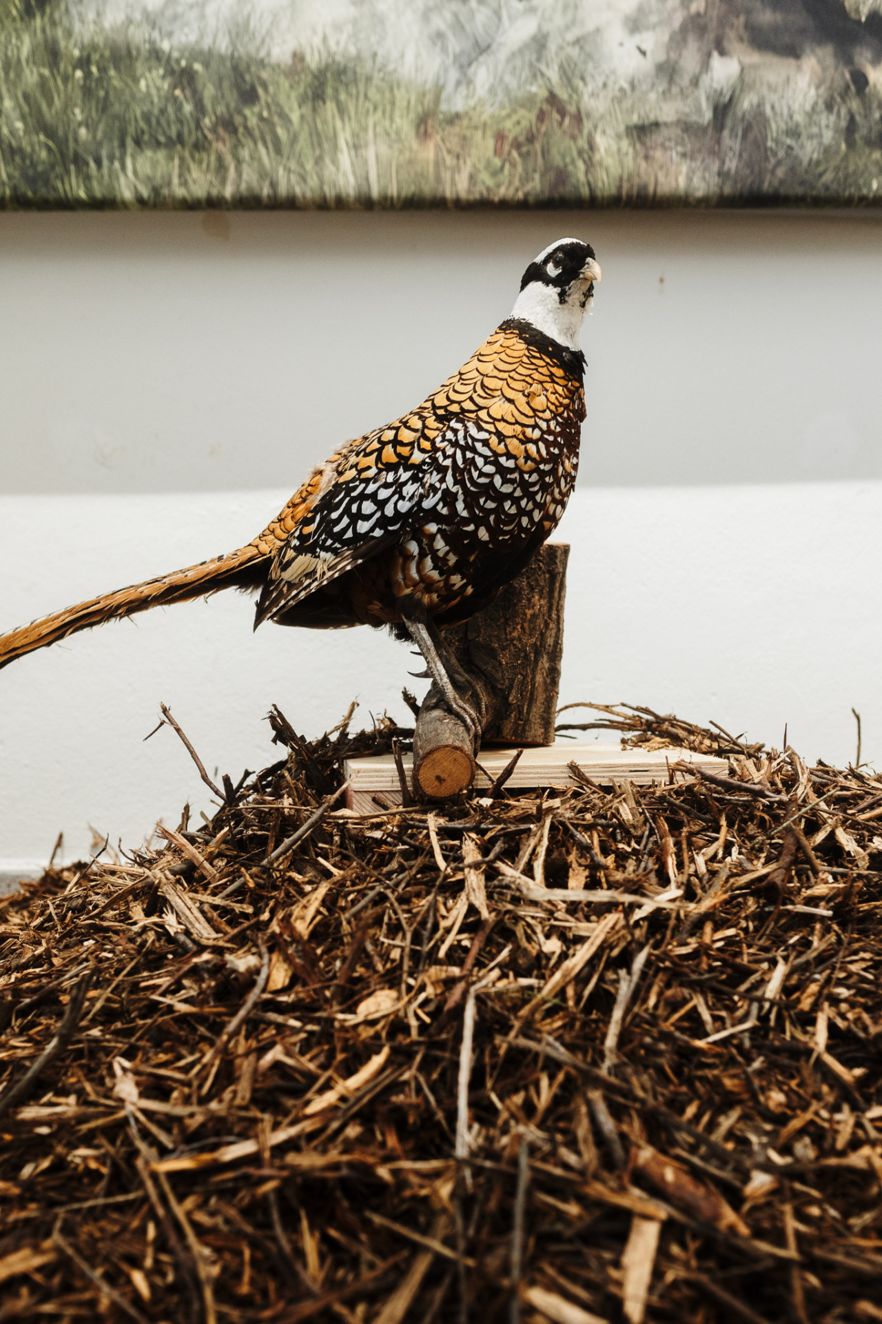 Architektka Blanka Solár vystavuje v Galerii Mini na brněnské Fakultě architektury expozici Hřbitov bez hrobů; pietní biocentrum?