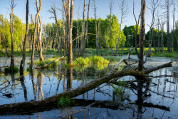 Restart pro mokřad u Maříže

