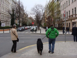 Psí vycházníci - foto