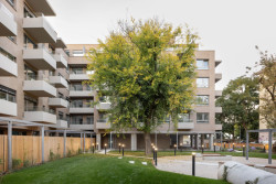 Z druhé strany domu je tichý vnitroblok. Tvar podzemních garáží byl upraven tak, aby stavbu přežil stoletý strom.