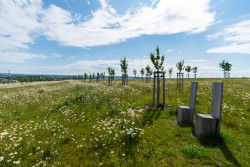 Na jaře vykvetou kopretiny...