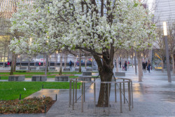 Survivor Tree - hrušeň, která jako jediný strom přežila pád Dvojčat. Dnes je součástí parku.