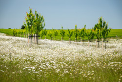 Park Zdeňka Kopala v Litomyšli