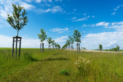 Nové stromy v parku Zdeńka Kopala