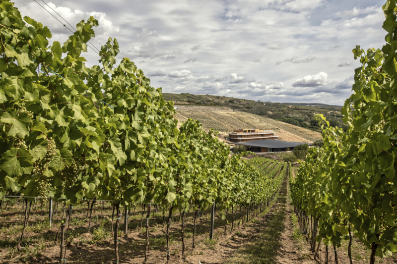 Značka vín ARTEVINI dlouho neměla svůj vlastní vinohrad. Teď je má přímo okolo nového areálu. (ARTEVINI Resort & Winery u Velkých Pavlovic; znamení čtyř – architekti)