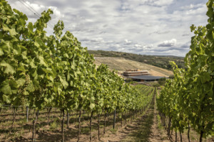 Značka vín ARTEVINI dlouho neměla svůj vlastní vinohrad. Teď je má přímo okolo nového areálu. (ARTEVINI Resort & Winery u Velkých Pavlovic; znamení čtyř – architekti)