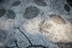 Pilotní projekt piknikových míst v pražské Stromovce, Land 05 / Martina Forejtová